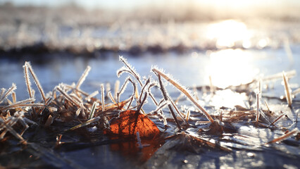 Twigs of grasses froze and covered with snow. Grass covered in frost needles at sunrise. Vertical...