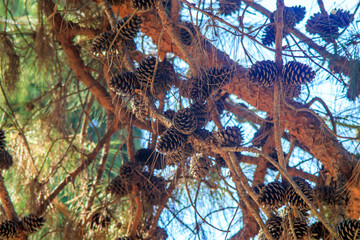 pine cones and leaves on the pine tree in the forest