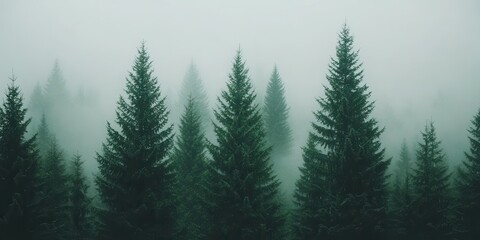 Fototapeta premium Misty forest landscape with tall evergreen trees in tranquil green tones.