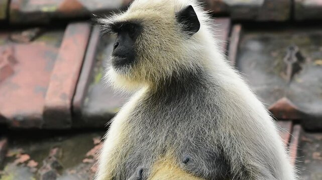 Habitat
Bengal Hanuman langurs live in eastern India and western Bangladesh. They live in many different types of forests there