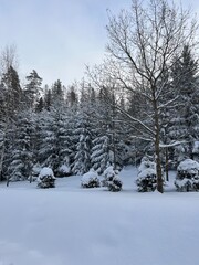 Snowy forest 