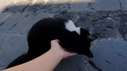 사람 손길에 발라당 눕는 고양이