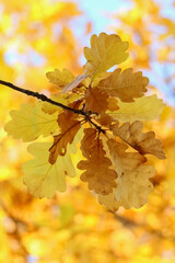 Autumn colors in Finnish nature. The oak leaves have turned golden yellow. Multicolored deciduous tree in Finnish autumn. The beauty of autumn leaves.