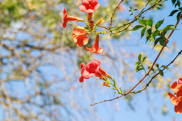 red trumpet vine flower, green leaves (Campsis radicans) hanging down and blue sky