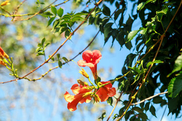 red trumpet vine flower, green leaves (Campsis radicans) hanging down and blue sky