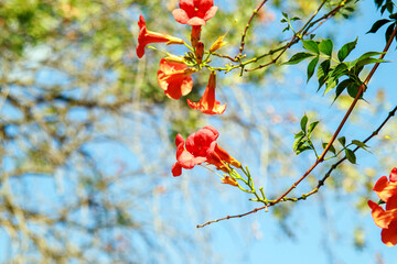 red trumpet vine flower, green leaves (Campsis radicans) hanging down and blue sky