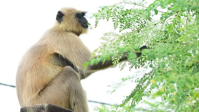 Habitat
Bengal Hanuman langurs live in eastern India and western Bangladesh. They live in many different types of forests there