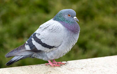 A blue pigeon. These birds were tamed by man.
