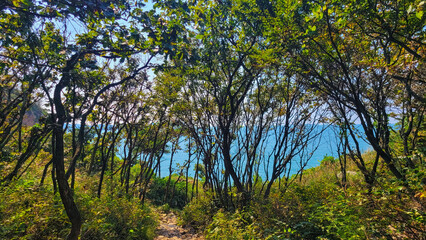 Golden Mountain on Korea's west coast, a blue sea that is faintly visible from the forest