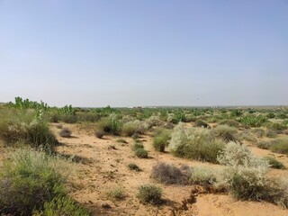 Desert landscape in the Jaisalmer region featuring green shrubs and bushes scattered across sandy terrain under a clear blue sky, showcasing the natural beauty of the Thar Desert