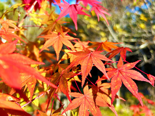 陽を浴びるモミジの葉のクローズアップ
