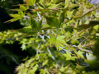 ライトアップされたモミジの葉