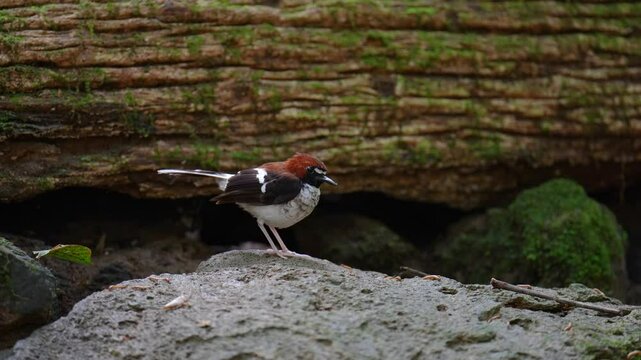 Chestnut-naped Forktail bird with nature habitat birdwatching in the forest
