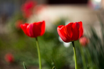 Obraz premium Two red tulips in a field of green grass