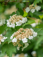 Nahaufnahme blühender Dolden an kleinen Zweigen  des Gewöhnlichen Schneeballs (Viburnum opulus).