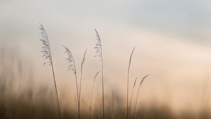 Tall grass silhouettes against a pastel sky at dusk