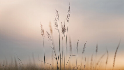 Obraz premium Delicate wild grass under a soft hued sky at twilight