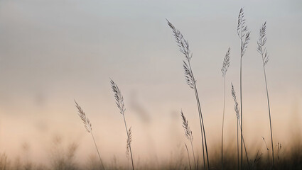 Obraz premium Slender grass stalks standing tall under the soft pastel sky glow.