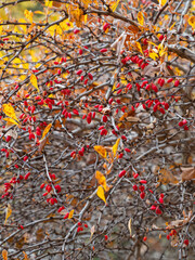 Herbstliche Aufnahme von  Zweigen der Thunberg-Berberitze (Berberis thunbergii) mit roten Beeren.