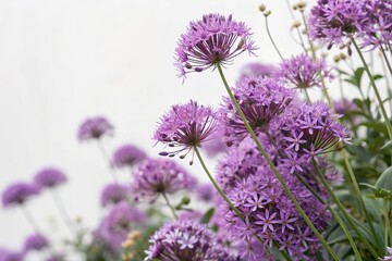 Fototapeta premium A beautiful and intricate floral pattern featuring purple flowers, floral patterns, purple flowers, botanical art, floral arrangements, decorative flowers