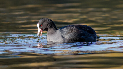 black swan swimming