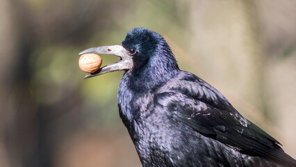 crow on the ground