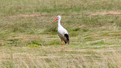 white stork stands on a meadow in summer