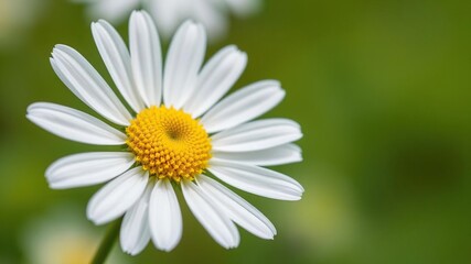 Fototapeta premium A close-up of a single chamomile flower with delicate petals and a soft yellow center, nature photography, outdoor photography