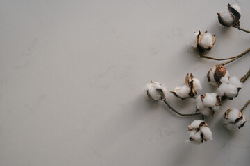 Christmas and winter decor with cotton flower branch on light marble background. Seasonal card and celebration concept with copy space. Minimalist Christmas decoration