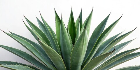 Agave leaves and stems isolated against a white background for creative use, botanical illustration, nature texture, plant anatomy