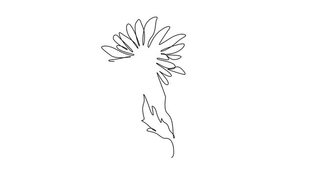 Self drawing animation of single line draw beauty fresh perennial plant for home decor wall art poster. Printable decorative aster flower for wedding invitation. Continuous line. Full length animated