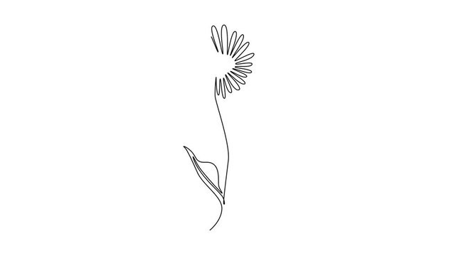 Self drawing animation of single line draw beauty fresh perennial flowering plant for home decor wall art poster. Printable decorative aster flower for park icon. Continuous line. Full length animated