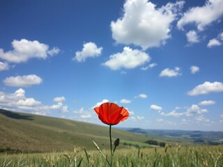 A solitary red poppy blooms in a vast expanse of rolling hills under a vast dark blue sky with fluffy white clouds scattered across it, hillside, wildflowers