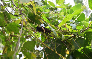 A Sri Lankan birdwing butterfly's caterpillar is consuming the flower buds of a vine