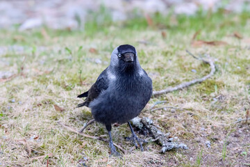 The Jackdaw is a curious urban bird that has adapted to the presence of people. Jackdaw has a thick beak and pale blue-gray eyes. It is a small, sociable crow with very dark grey plumage.