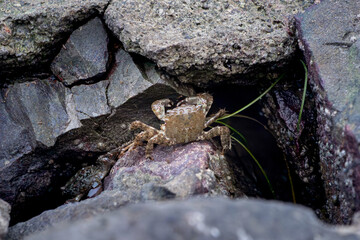 Crab standing on rock in intertidal zone of rocky coastline