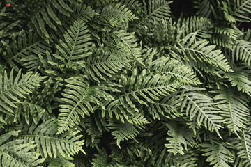 Vibrant green fern leaves creating lush natural background
