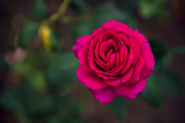 Close-up of a Blooming red rose in garden with green background, outdoors garden