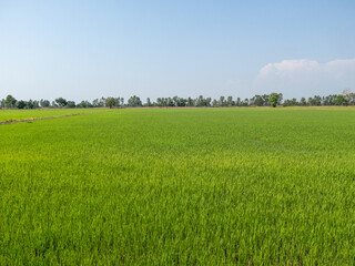 Fototapeta premium The panoramic view of the paddy field.