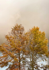 Fototapeta premium Large Yellow And Gold Autumn Colored Trees Against A Gray Sky