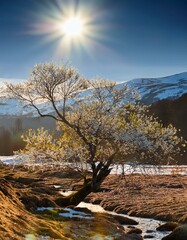 Awakening Earth: The First Signs of Spring