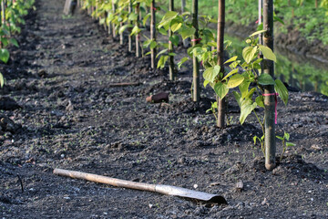 Planting betel leaves on embankments dug as canals