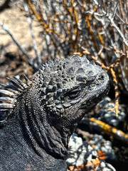 Galapagos Marine Iguana close-up at  Playa El Garrapatero Beach on Isla Santa Cruz 
