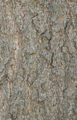 Beautiful close-up of the bark of quercus shumardii
