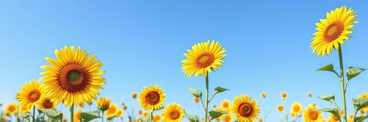 Watercolor illustration of a field of sunflowers with tall stalks and bright yellow petals against a clear blue sky, sunflowers, petals