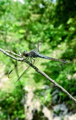 Dragonfly perched on a dry branch