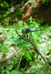 Dragonfly perched on a dry branch