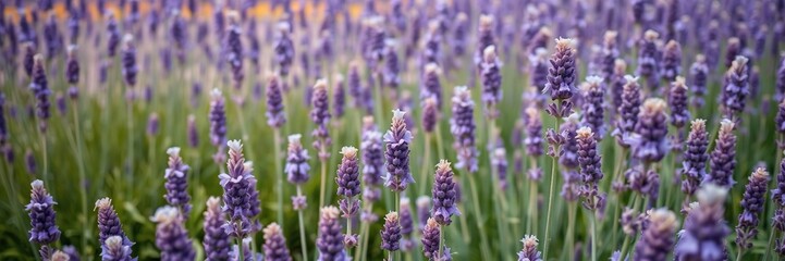 Obraz premium Field of purple lavender flowers in the summer, fields of lavender flowers, landscape