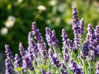 Fototapeta premium Fragrant lavender blooms on a warm summer day, agricultural scenery, sun-kissed hills