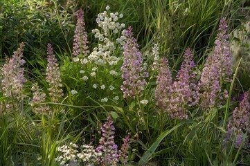 Flowers and low shrubs  landscaping 3d render, transparent background, flowers in the garden
